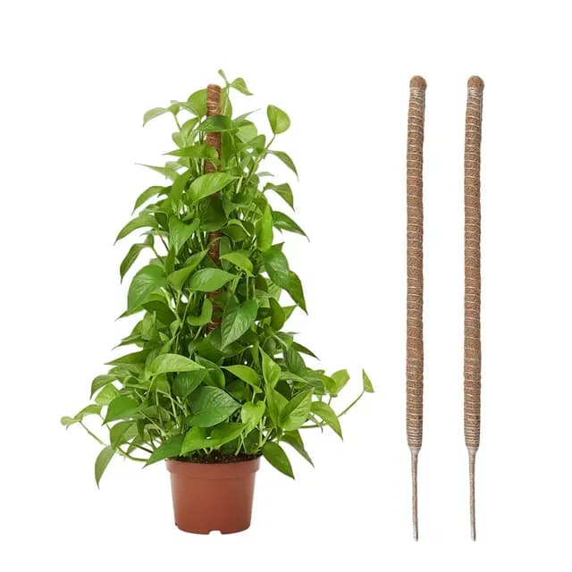 Wigearss Tuteur Plante Grimpante Coco 60cm