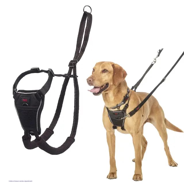 Halti Harnais Anti-Traction Chien