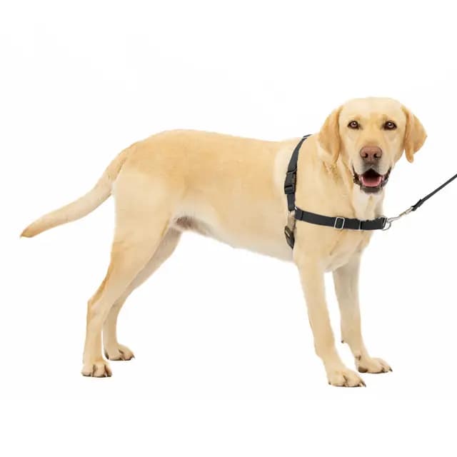 PetSafe Easy Walk Harnais pour Chien