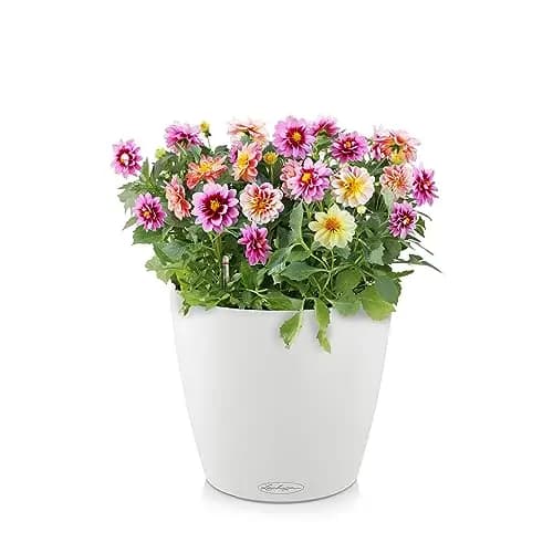 Lechuza Classico Color 18 Pot de fleurs