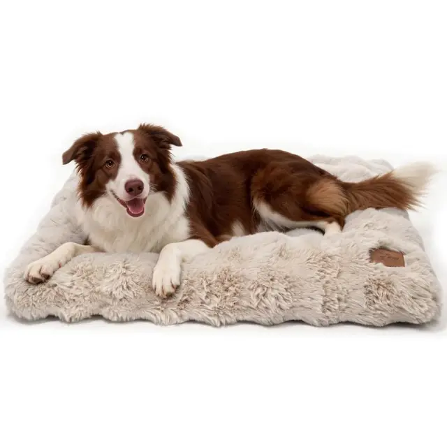 BingoPaw Panier Chien Grand