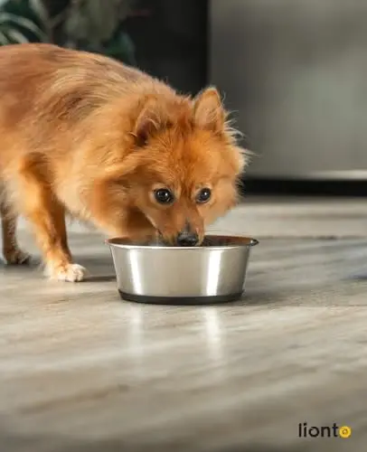 Lionto Gamelle Inox Chiens Chats