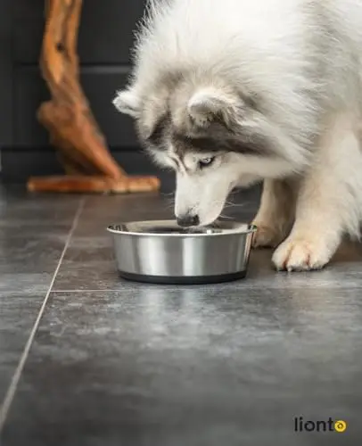 lionto Gamelle en Acier INOX, 2800 ML, Bol pour Chiens de qualité Alimentaire avec Fond en Silicone antidérapant, Bol à Eau Inoxydable pour Chiens et Chats, résistant au Lave-Vaisselle
